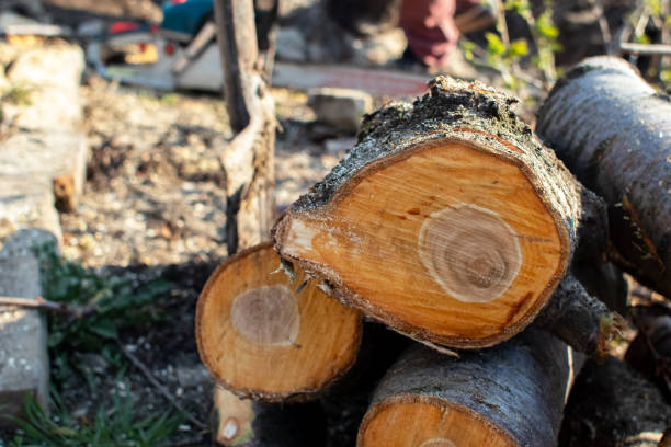 Best Tree Risk Assessment  in Dalton Gardens, ID