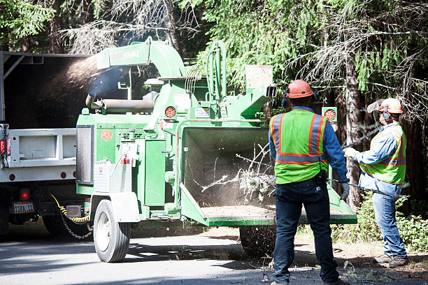 Best Root Management and Removal  in Dalton Gardens, ID