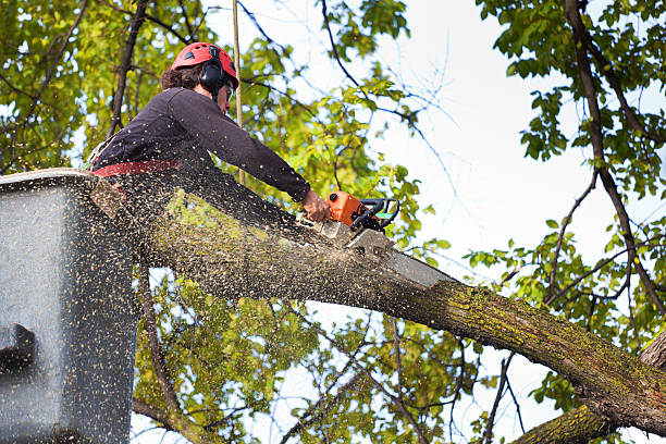 How Our Tree Care Process Works  in  Dalton Gardens, ID